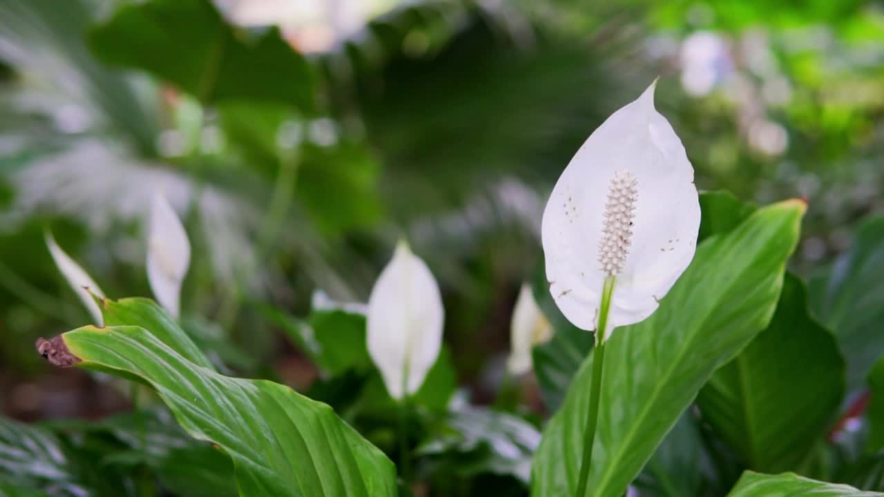 花园中的一株白花和平百合视频素材