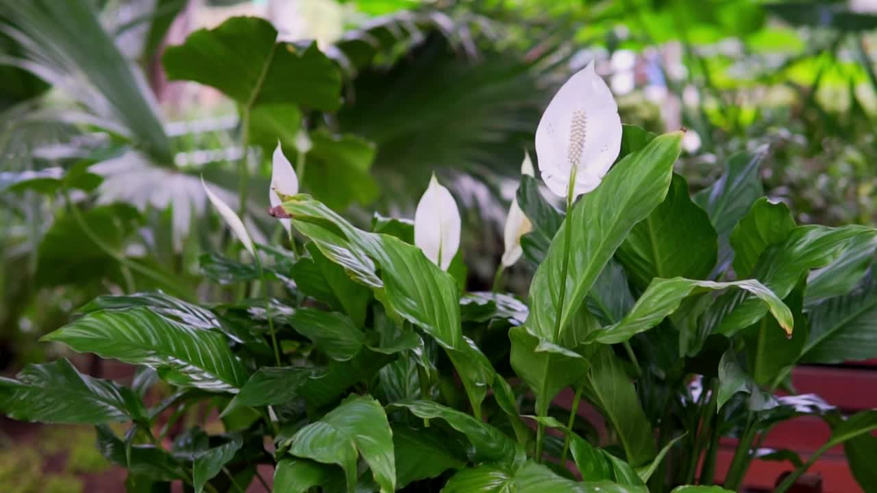 植物园里和平百合的特写视频素材