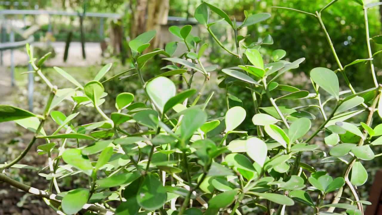 灌木"Clusia Fluminensis"。它原产于巴西，有树那么大。全日光植物。园艺，绿叶，自然背景。分支视频下载