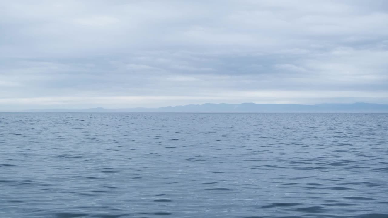 野生逆戟鲸与远处的国后岛，Nemuro海峡视频下载