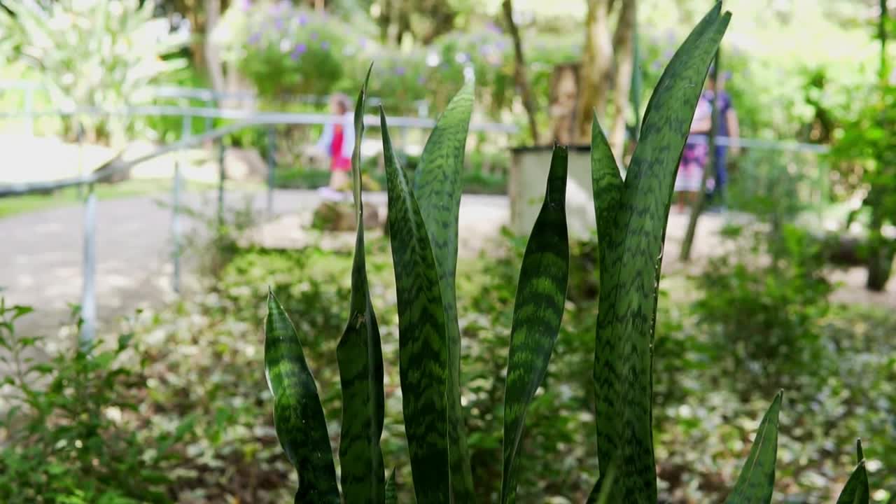 蛇属植物(Dracaena trifasciata)，又俗称圣乔治之剑、婆婆之舌或毒蛇之弓弦麻视频下载