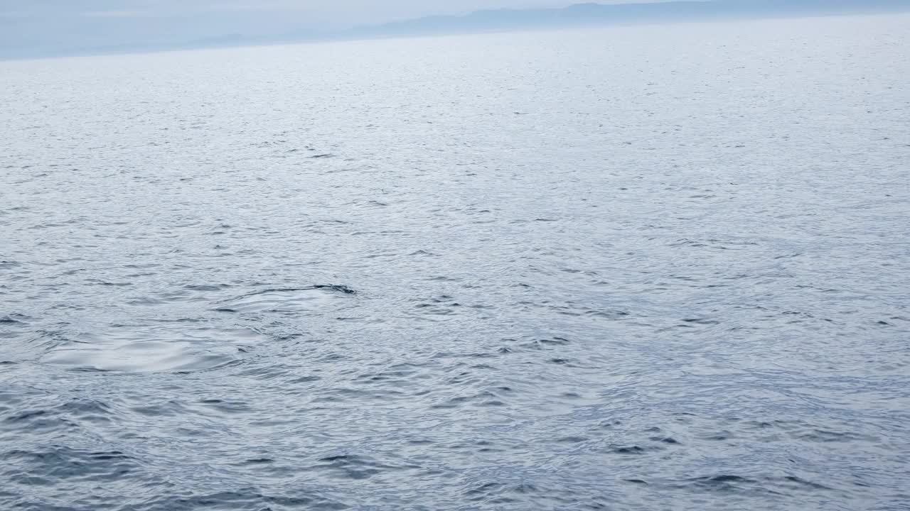 野生逆戟鲸悠闲地游泳，雄鲸和幼鲸，Nemuro海峡视频下载