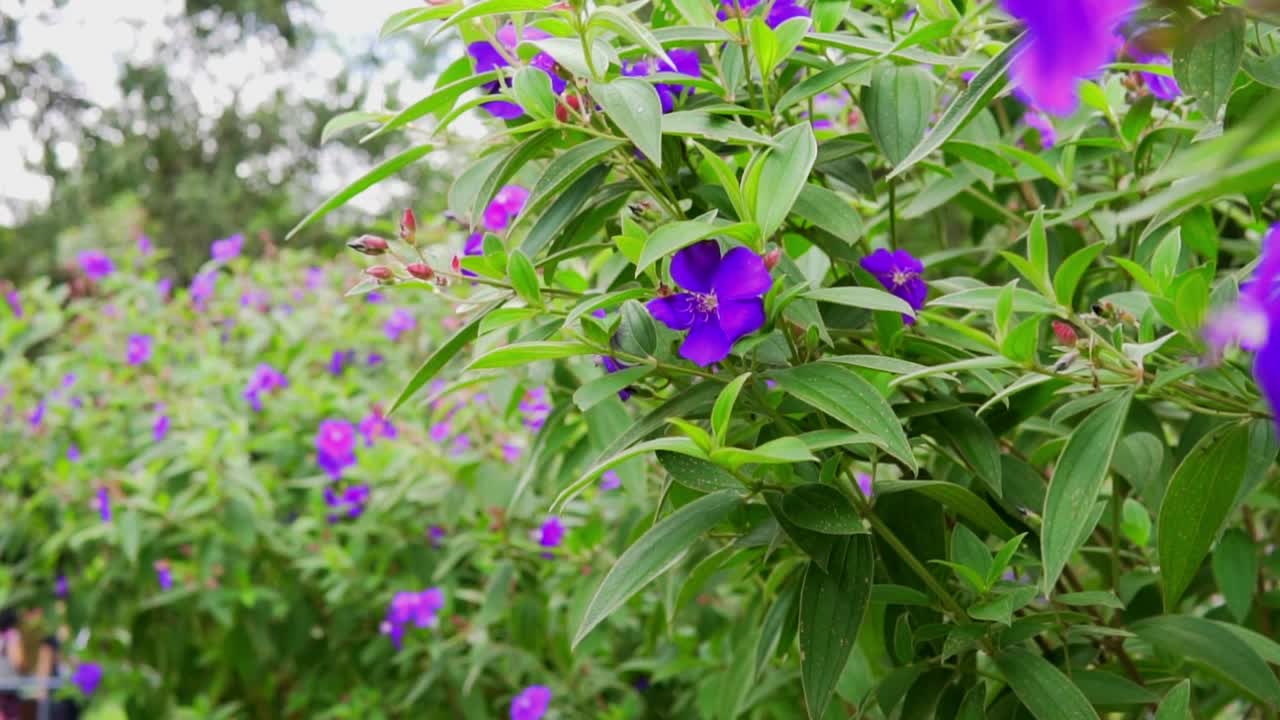 美丽的花朵特写的Tibouchina urvilleana也被称为公主花，紫色的荣耀。视频下载