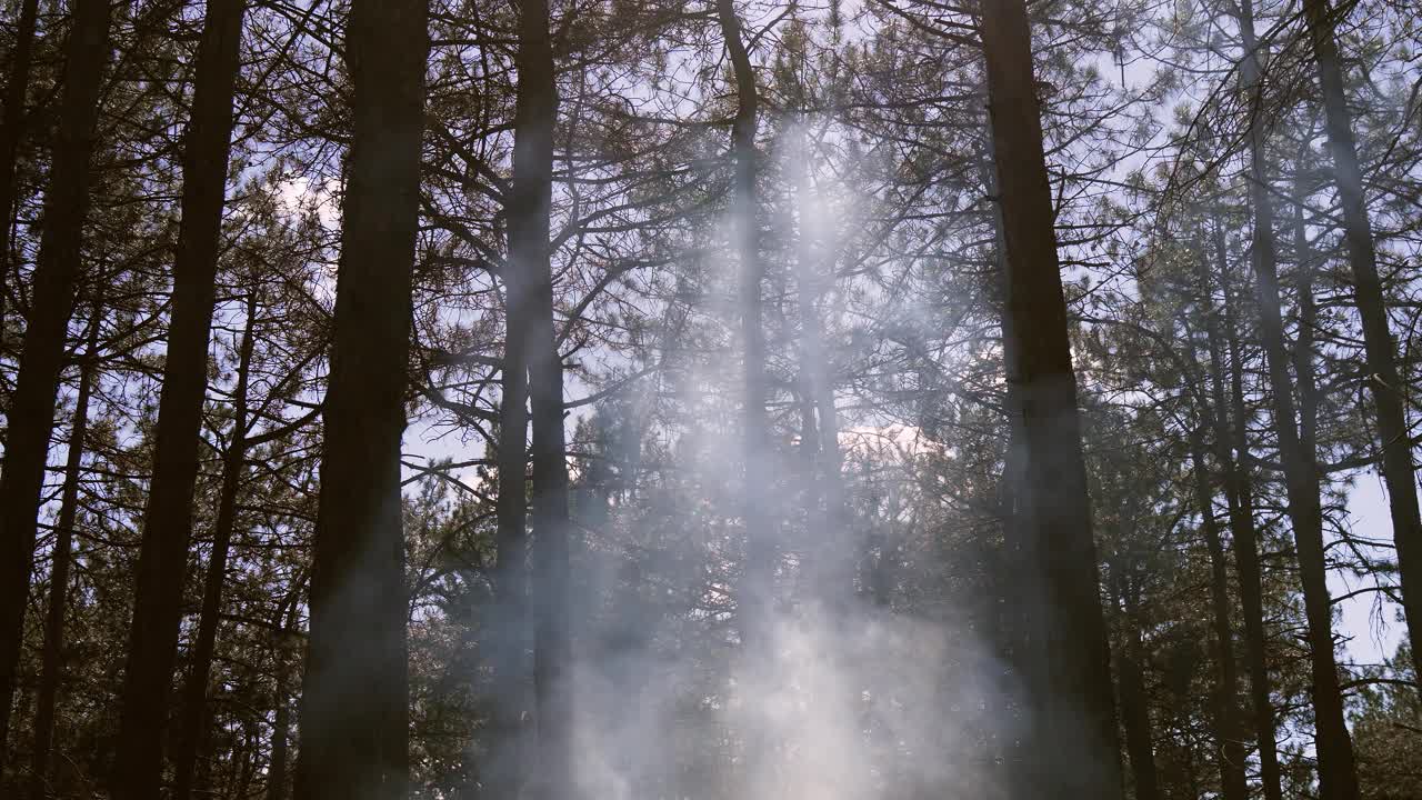 营火或烧烤架升起的灰烟在森林的树木之间升起视频下载