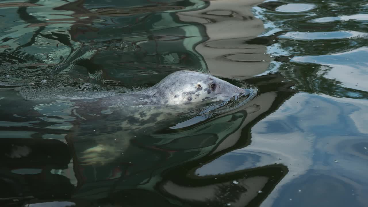 灰海豹以圈养的鱼为食。在水里游泳的野生海豹视频素材