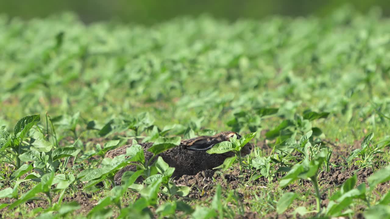 欧洲野兔，也被称为褐兔视频素材