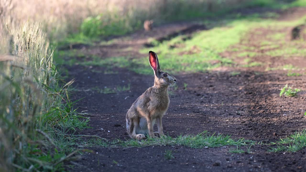 欧洲野兔(Lepus europaeus)，也被称为棕色野兔，正站在一条乡间小路上视频素材