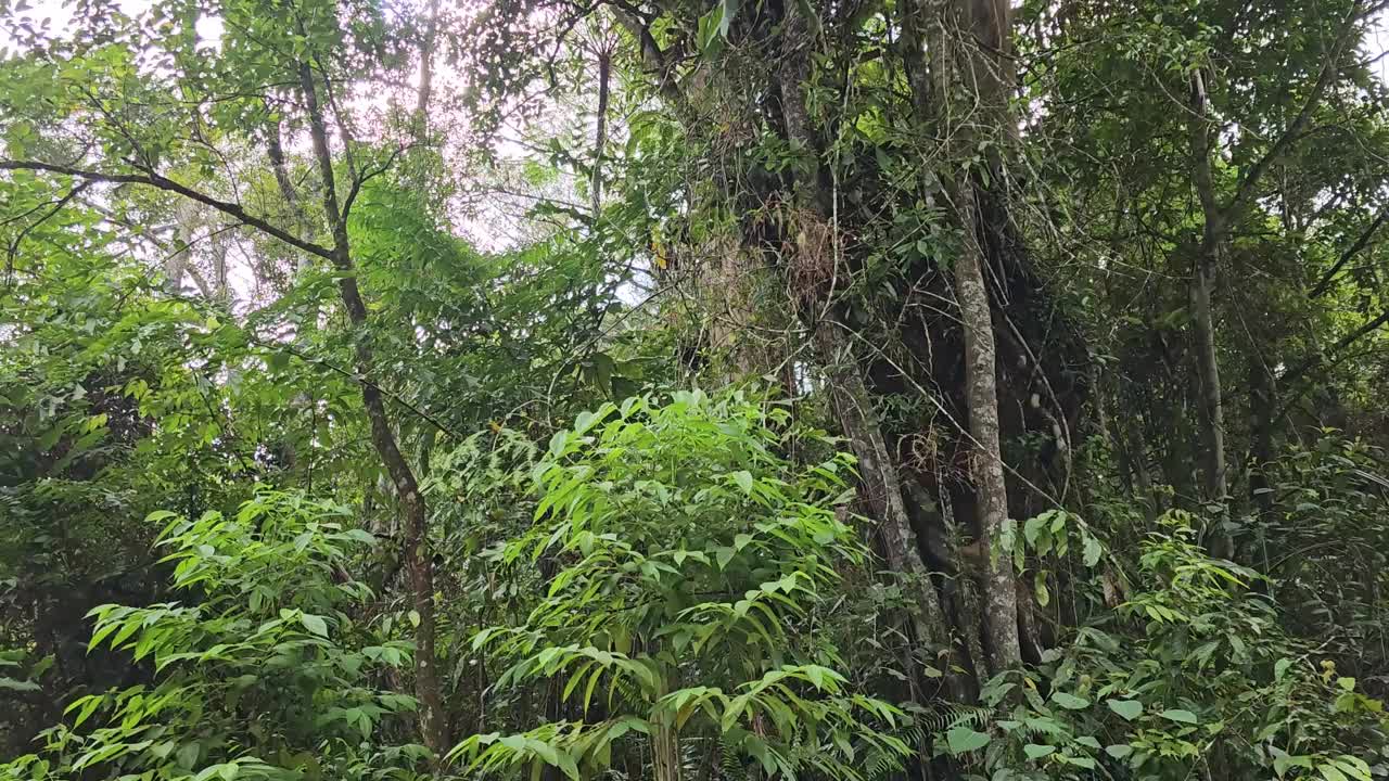 丛林漫步深森林。低角度拍摄树木树木茂密的树叶。在马来西亚的热带雨林中向前望去视频素材