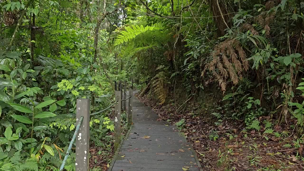 走在绿色森林里的木栈道上。徒步旅行者在穿越热带雨林的木板路上运动的POV。探索丛林视频素材