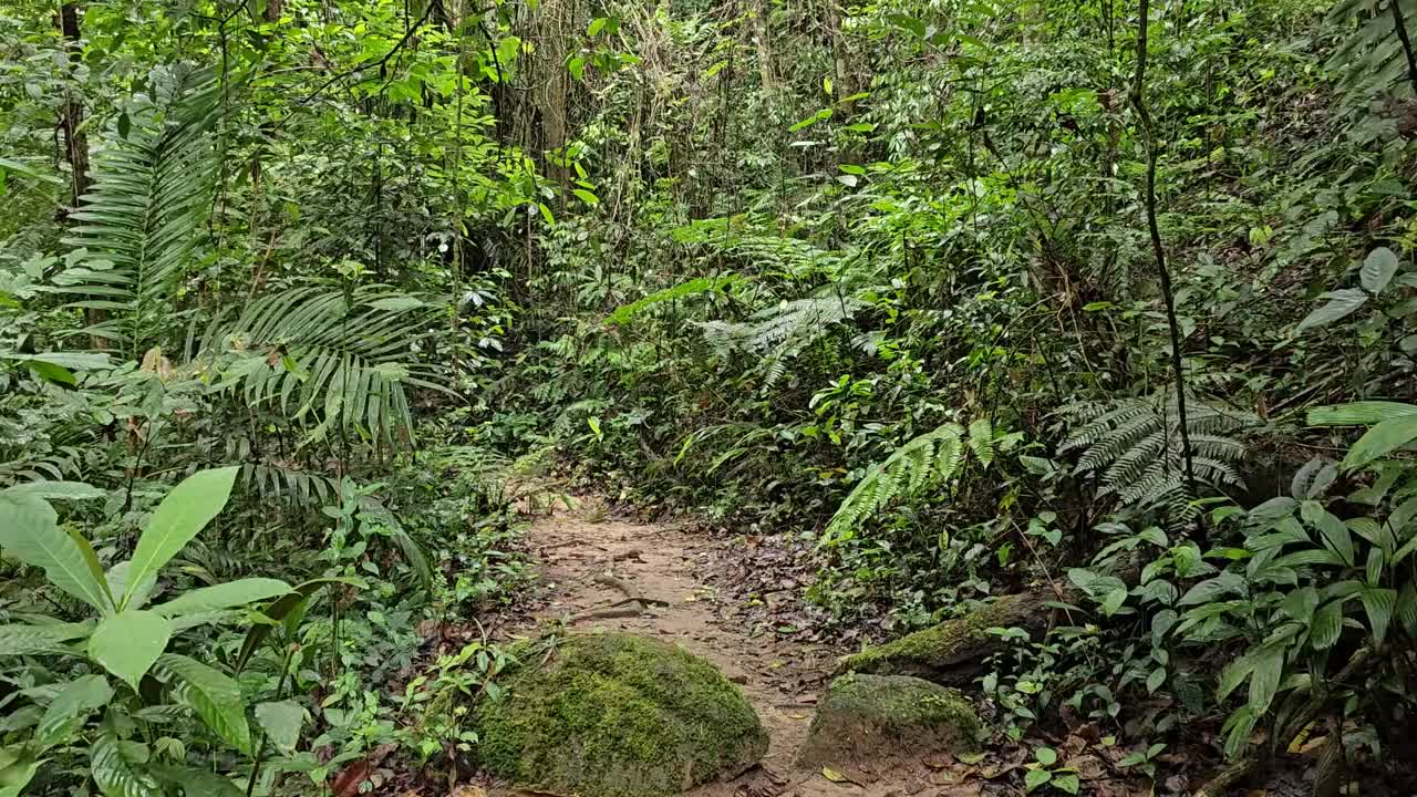 镜头缓慢地穿过阴凉的热带森林，充满了异国情调的树木，灌木，植物，茂密的灌木丛。在绿意盎然的丛林或热带雨林中沿着徒步小径或步道散步视频素材