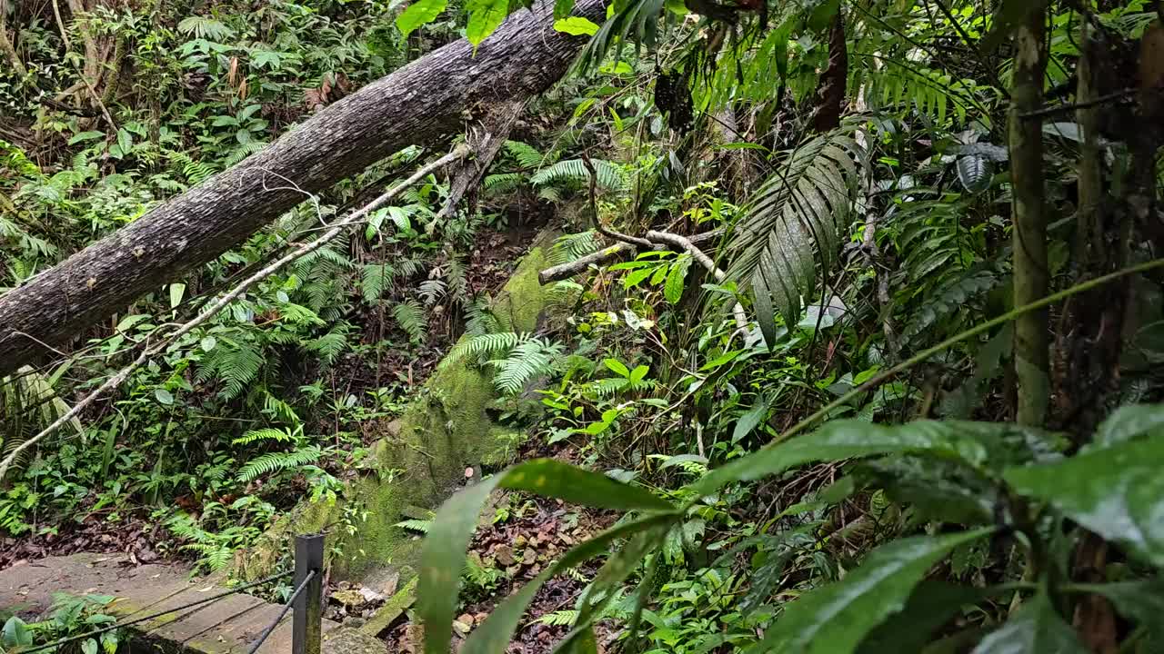 一条穿过茂密森林的宁静的自然小径被一棵倒下的树挡住了。在雨林中，一根树干倒在茂密的丛林小径上。幻灯片拍摄视频素材