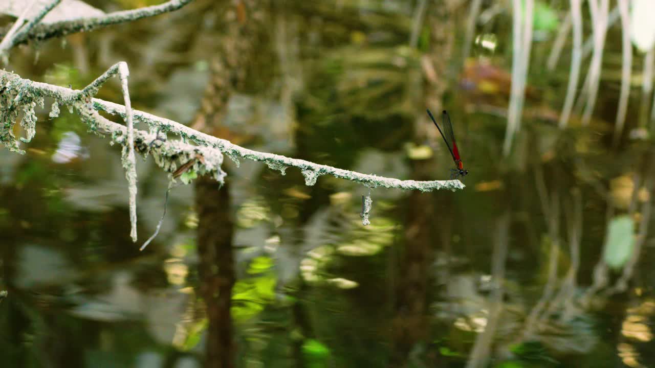 蜻蜓昆虫栖息在被真菌感染的树枝上。视频素材