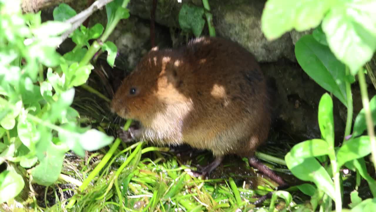 水田鼠视频素材