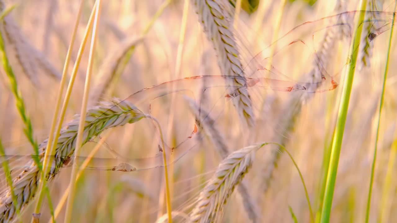 以DNA螺旋为标志的转基因小麦，应对粮食安全和农业效率的挑战，基因工程视频素材