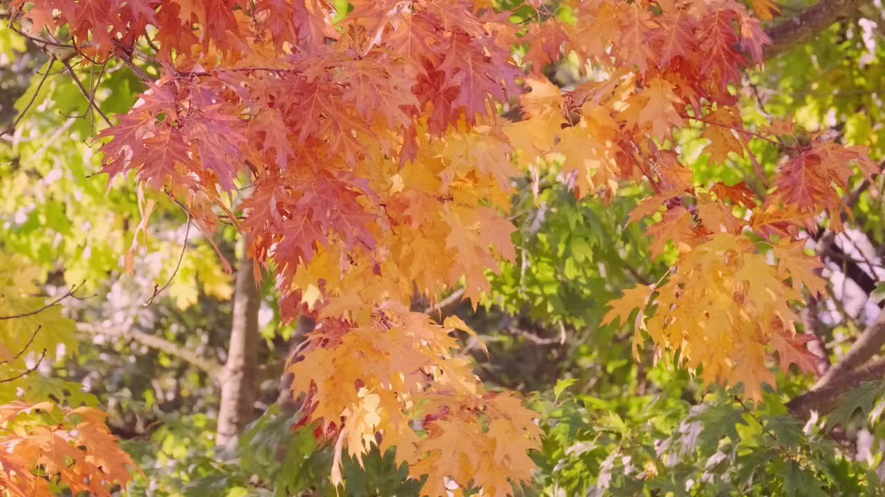 秋天的红色、黄色、橙色、深红色的叶子，沼泽橡树的叶子，花园中的古栎树，背景中摇曳的树枝，秋天的季节，自然保护，天气的概念视频下载