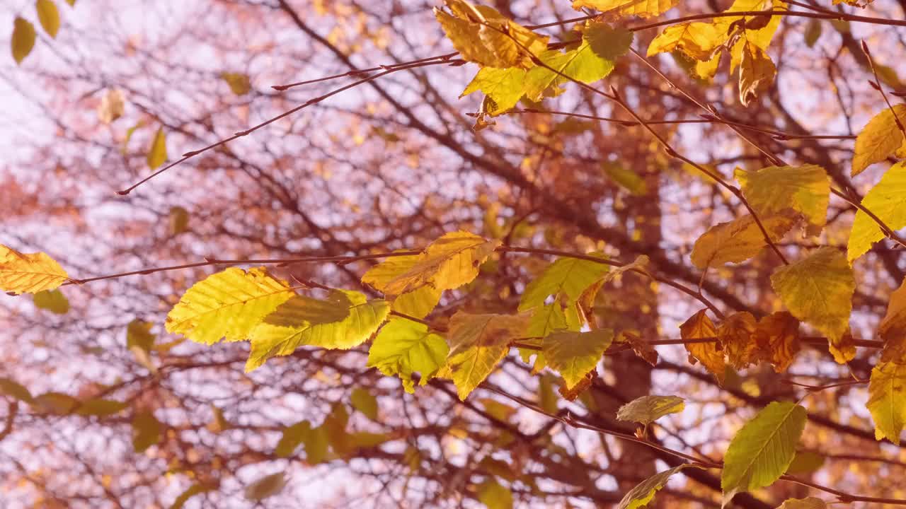 秋天的红色、黄色、橙色、深红色的叶子，沼泽橡树的叶子，花园中的古栎树，背景中摇曳的树枝，秋天的季节，自然保护，天气的概念视频下载