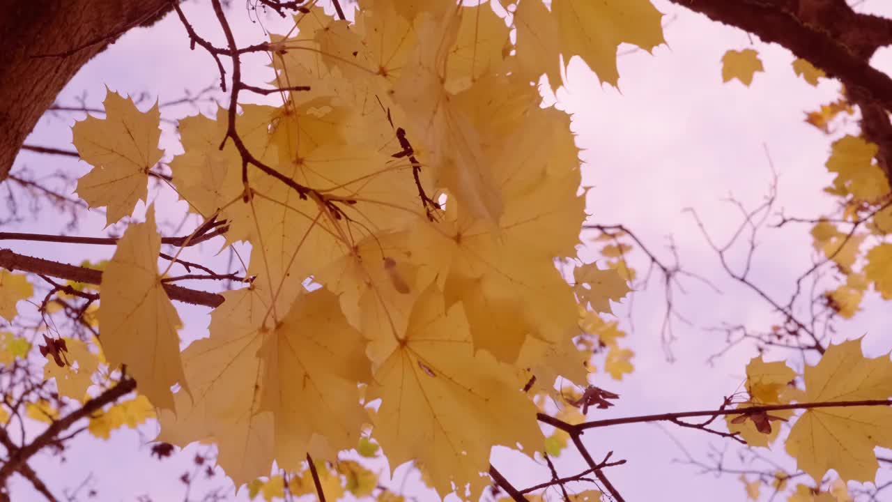 秋天的红色、黄色、橙色、深红色的叶子，沼泽橡树的叶子，花园中的古栎树，背景中摇曳的树枝，秋天的季节，自然保护，天气的概念视频素材