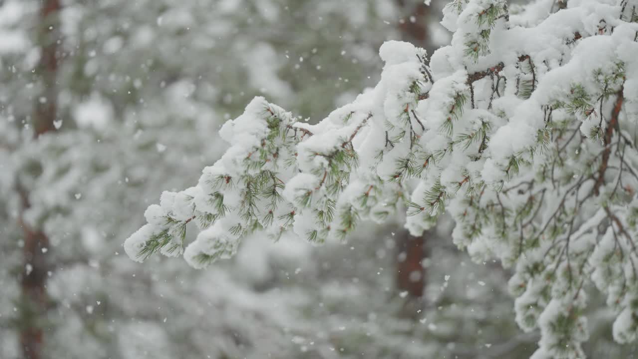 在第一场雪中，雪花慢慢地覆盖在松树的树枝上。这个宁静而精致的场景捕捉到了森林中冬天来临的宁静之美。视频素材