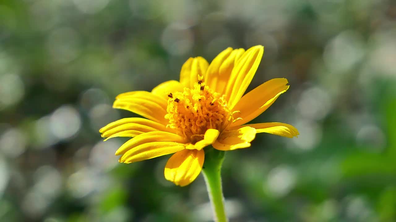 明黄色的花朵在公园里随风自然地移动。视频下载