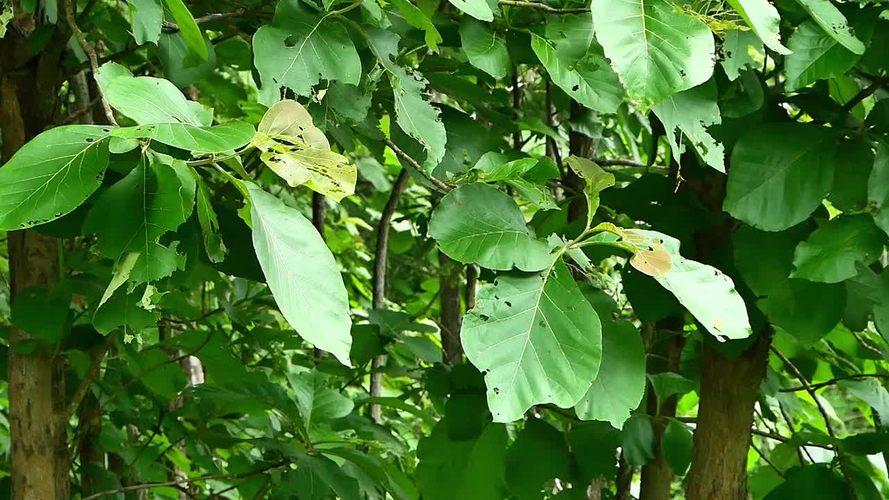 在雨季，公园里刮起了大风和暴风雨，树叶被吹得很厉害。视频下载