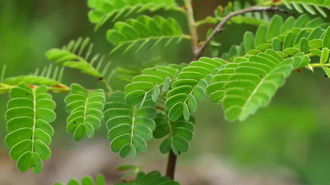 在雨季，公园里刮起了大风和暴风雨，树叶被吹得很厉害。视频下载