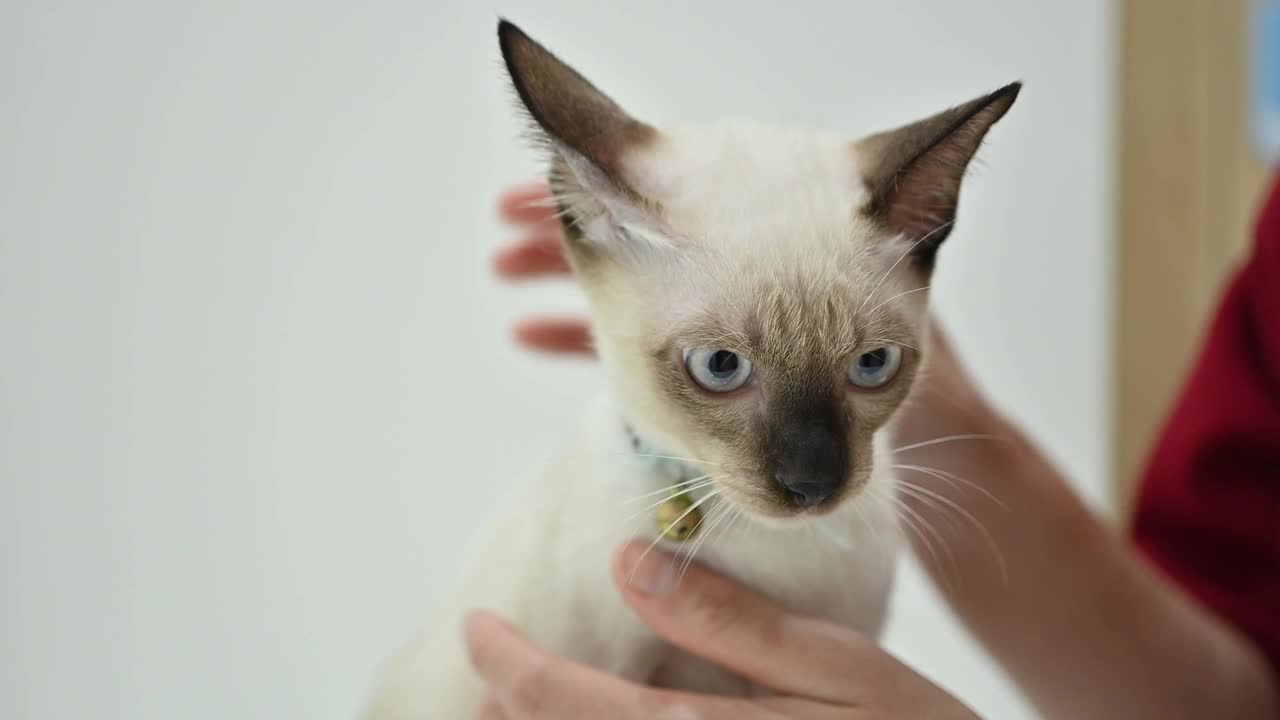 宠物主人与暹罗小猫玩耍的视频。视频素材