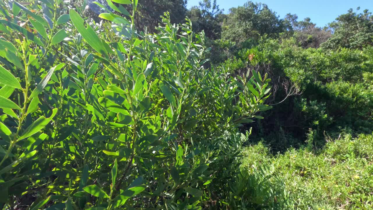 南布卡茂密的森林，新南威尔士州视频素材