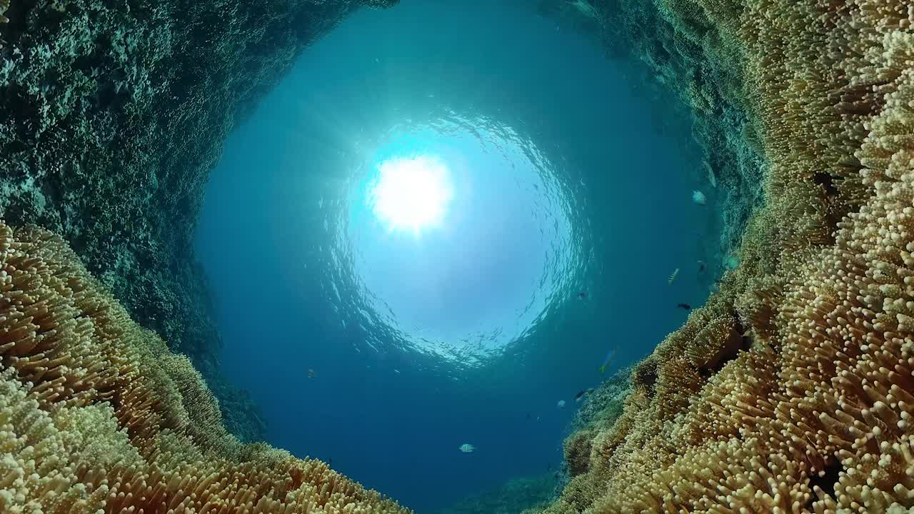 珊瑚礁和水下热带鱼。视频素材