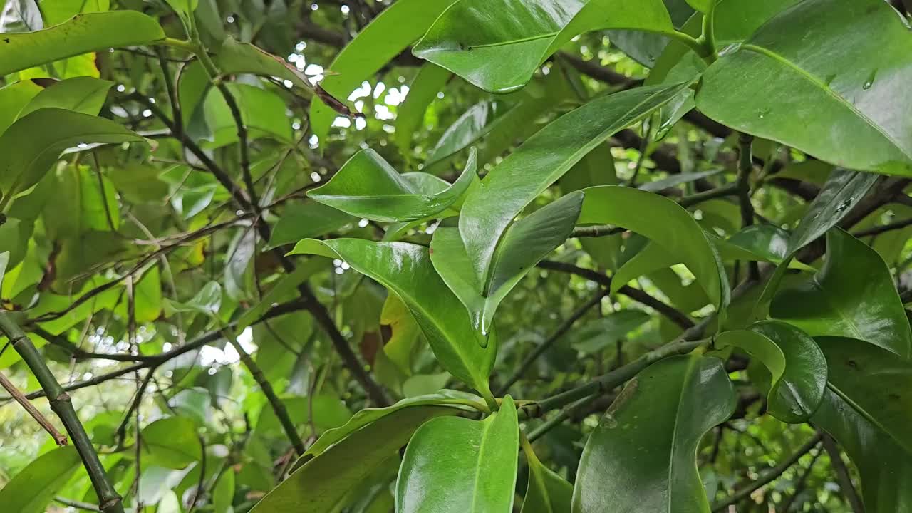 越南花园里树上的山竹果实特写。山竹的绿叶和树枝。越南湄公河三角洲，树上的生水果。视频素材