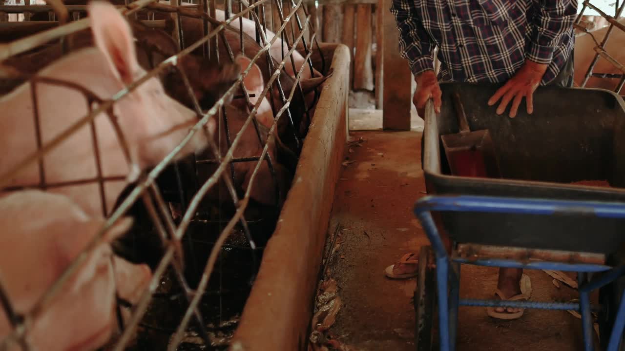 养猪户正在给养猪场喂食。在农村养猪场饲养牲畜的男性农民。视频素材