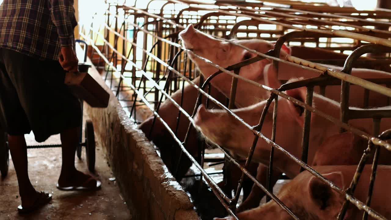 养猪户正在给养猪场喂食。在农村养猪场饲养牲畜的男性农民。视频素材