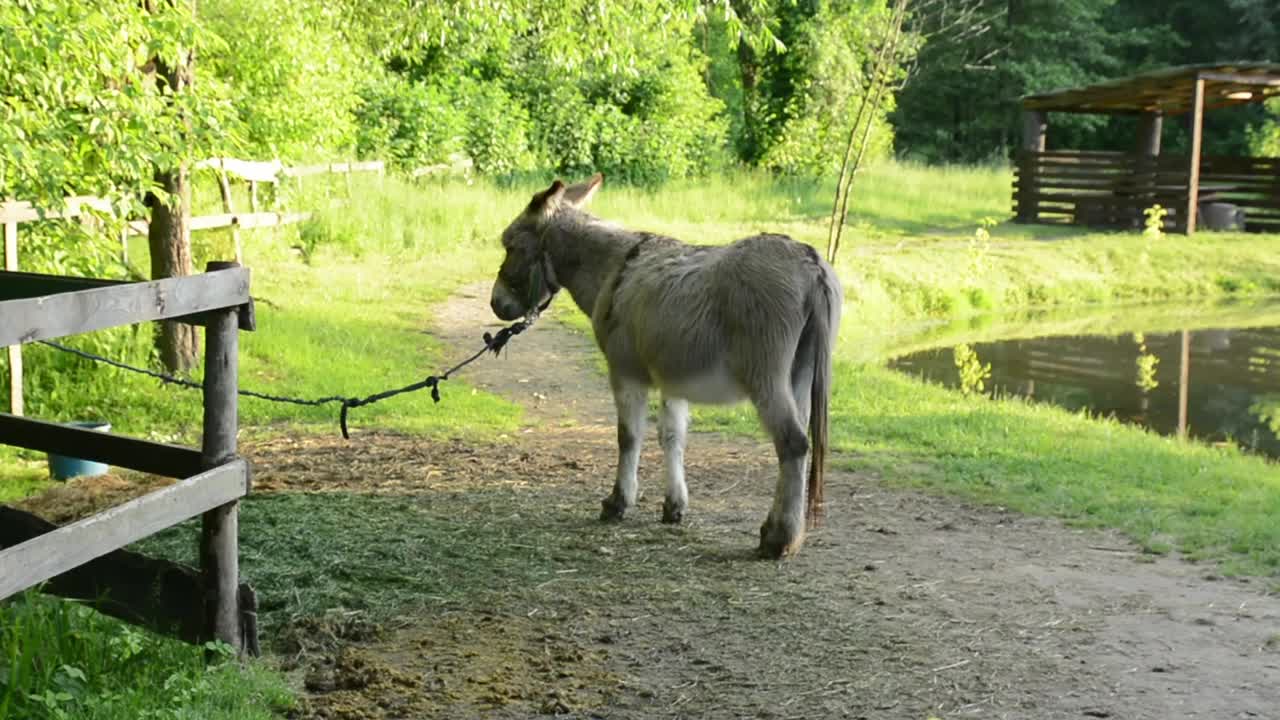 在一个阳光明媚的日子里，一头驴被拴在花园的篱笆上，站在或走在它附近，展示它在宁静的乡村环境中的自然行为。视频下载