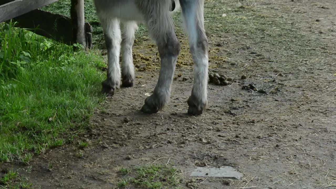 在一个阳光明媚的日子里，一头驴被拴在花园的篱笆上，站在或走在它附近，展示它在宁静的乡村环境中的自然行为。视频下载