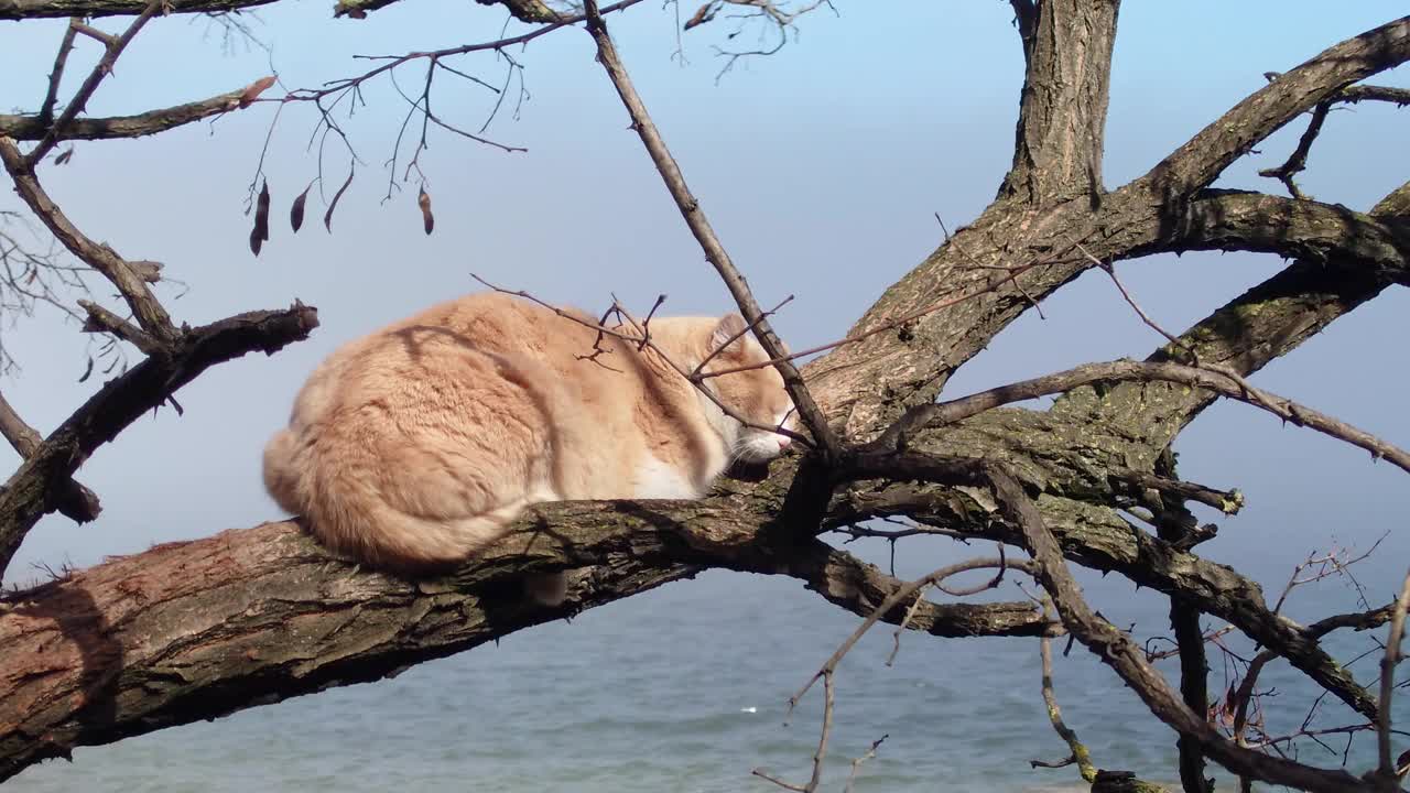 橙色的猫睡在阳光海边的树枝上视频下载