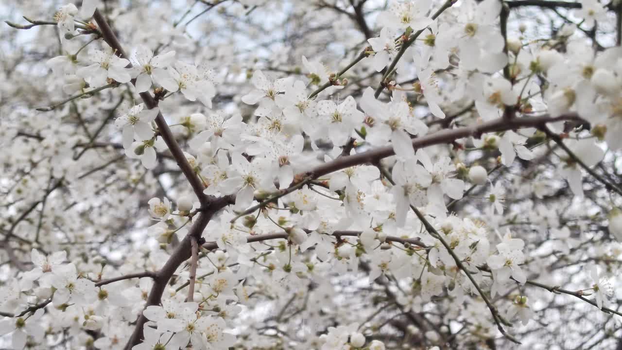 白色的樱花在树枝上绽放视频素材