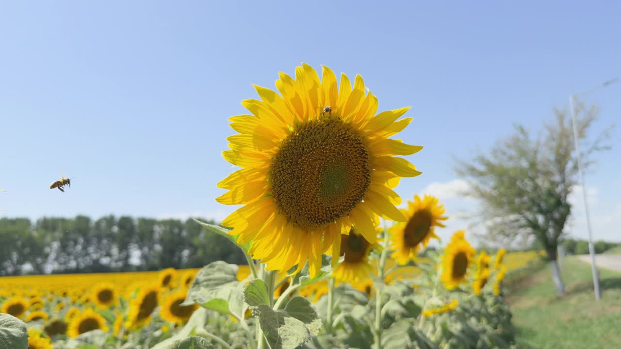 向日葵与蜜蜂授粉的特写视频素材