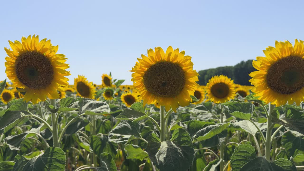 向日葵盛开的田野和湛蓝的天空视频素材