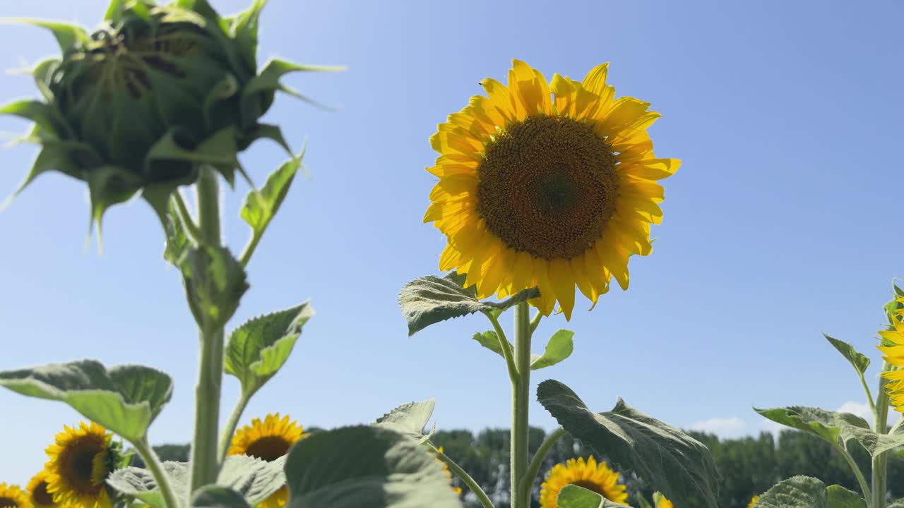 向日葵盛开的田野和湛蓝的天空视频素材