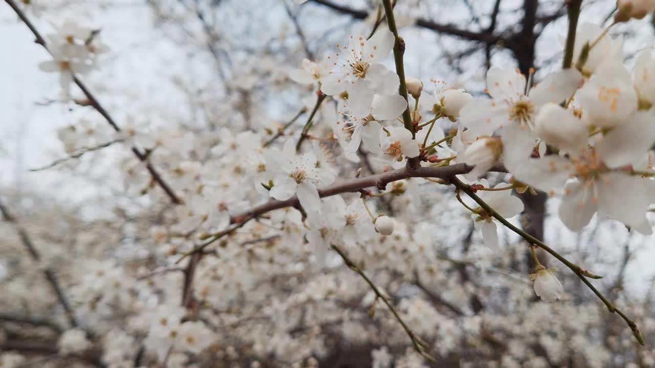 白色的樱花盛开的春天特写视频素材