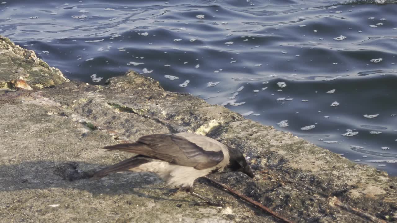 海鸟在码头觅食，鸟群特写视频下载