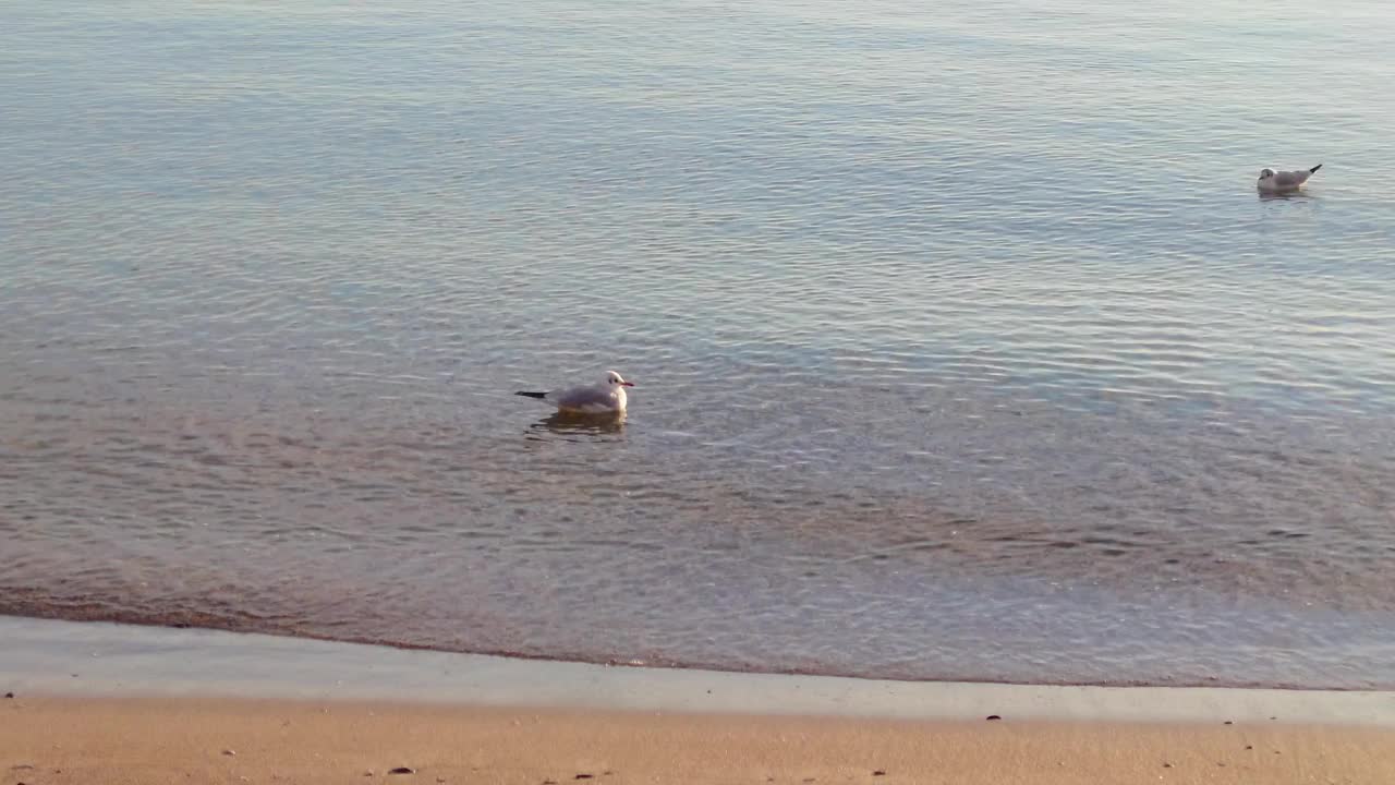 平静的蓝色清晨大海，海鸥在游泳视频素材