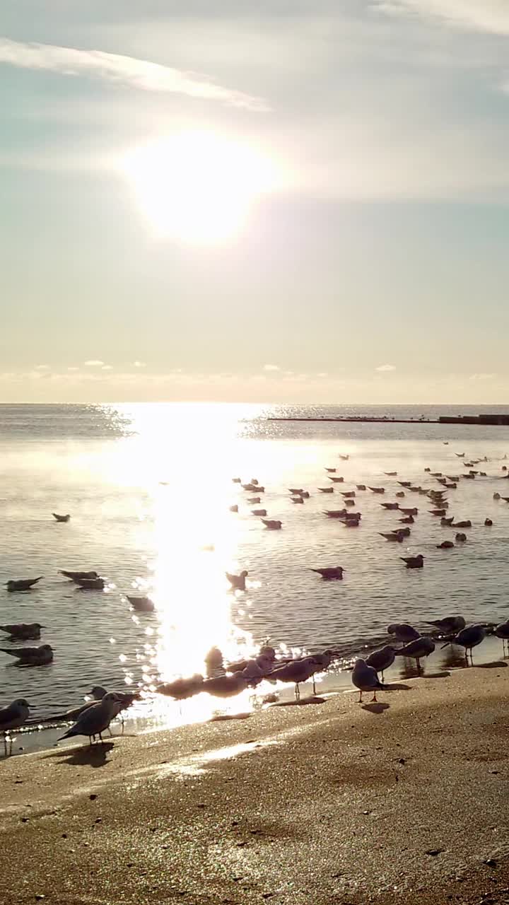 清晨阳光下冬日海滩上的海鸥视频素材