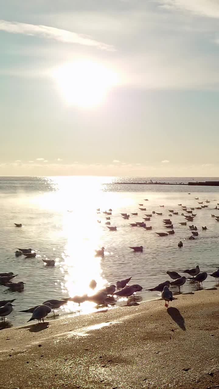 风景优美的垂直冬季海景海鸥视频下载