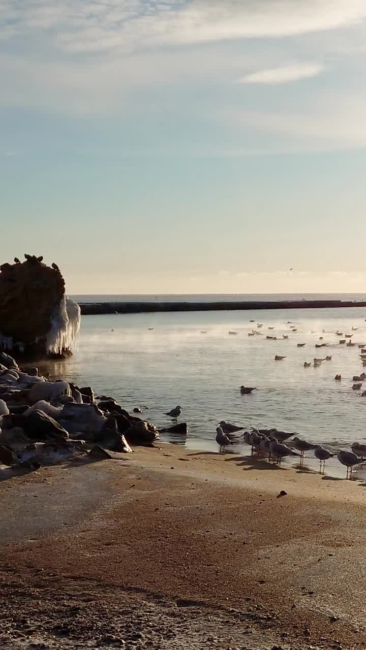 风景优美的垂直冬季海景海鸥视频素材