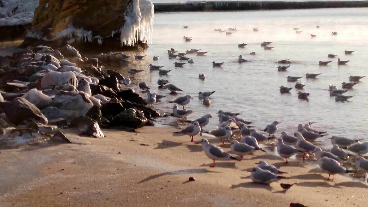 阳光明媚的早晨，沙滩上有海鸥视频素材