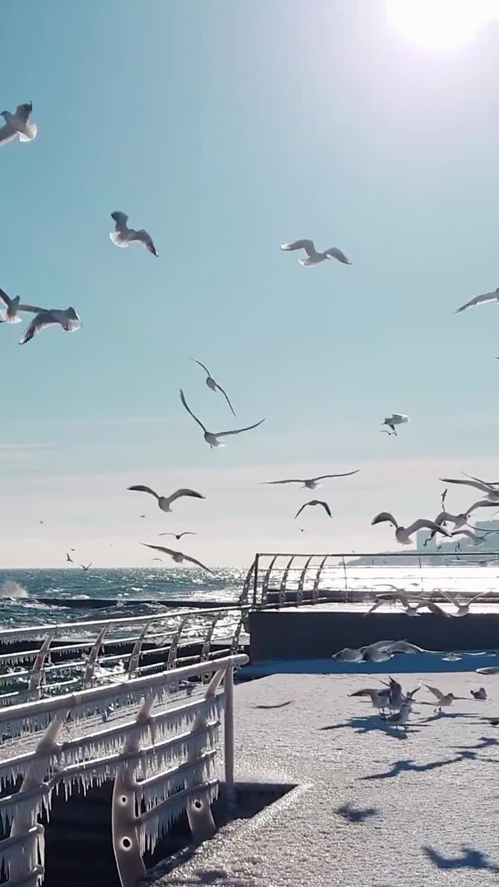 雪堤海鸥进食场景视频素材