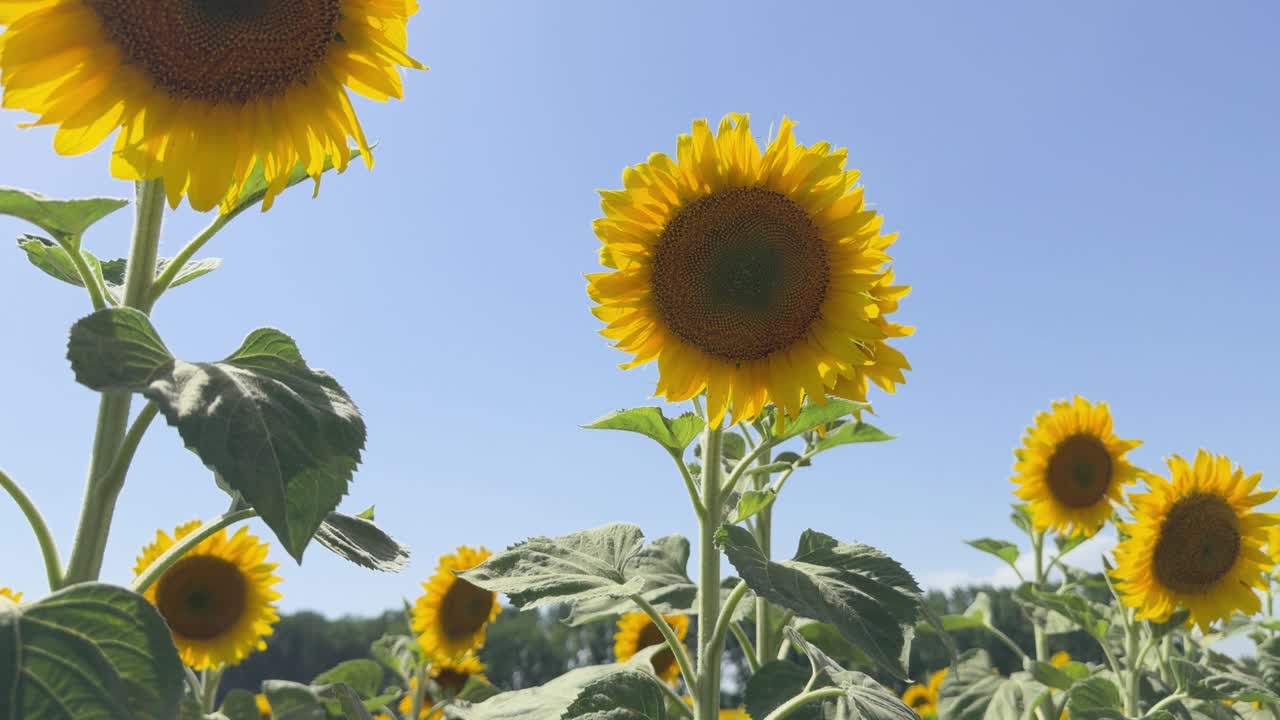 向日葵在风中摇曳视频素材