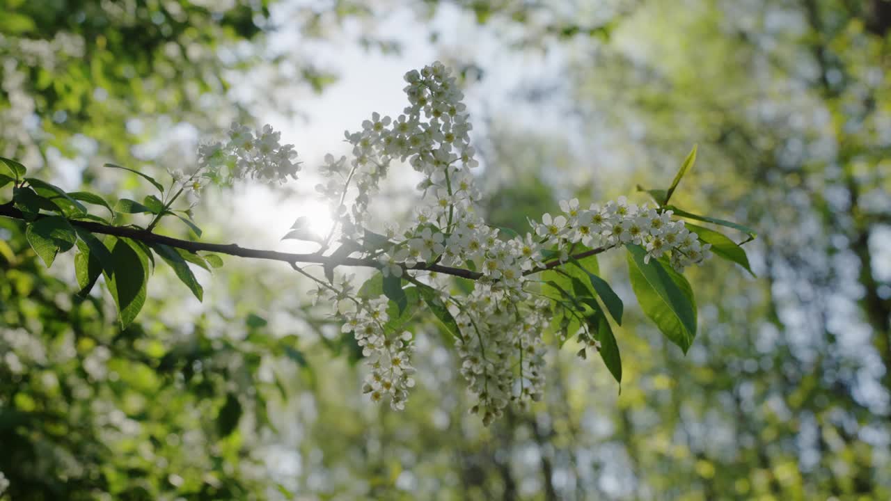 盛开的鸟樱和春天的阳光，慢动作视频素材