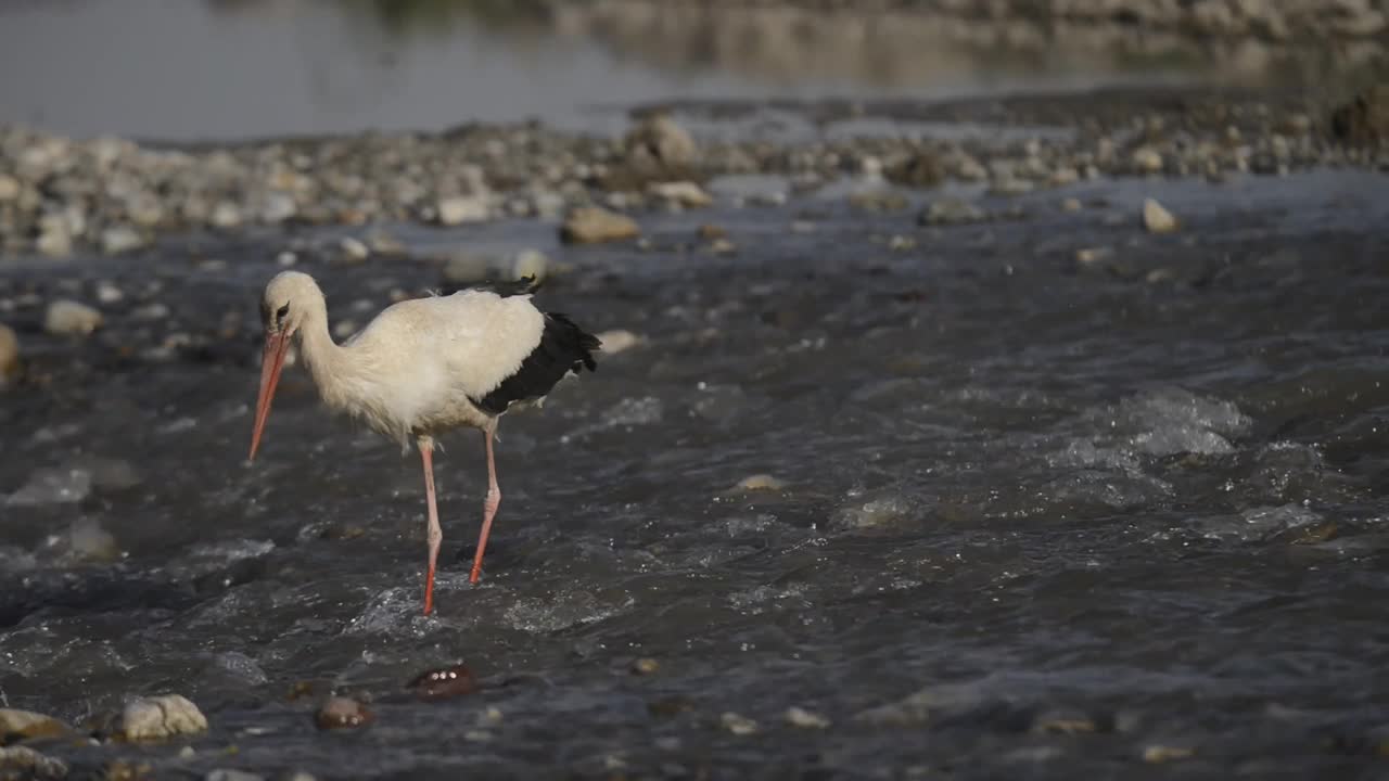 小白鹭和白鹳正在水里觅食视频素材