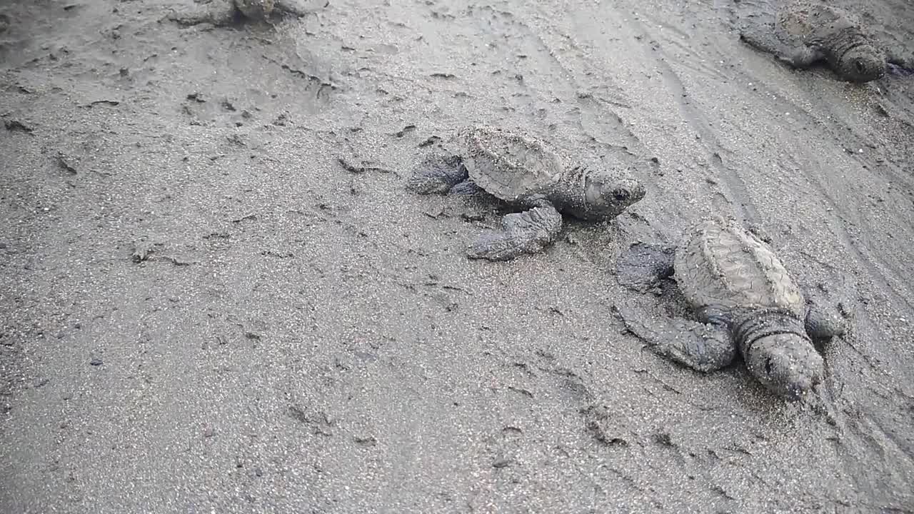 海龟巴拿马太平洋视频素材